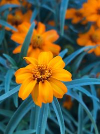 Close-up of yellow flower blooming outdoors