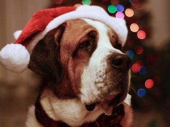 Cute dog wearing santas hat