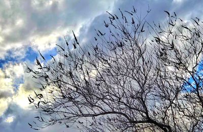 Low angle view of branches against sky