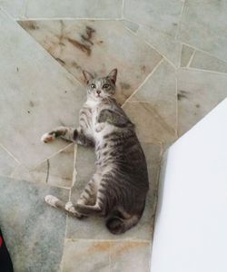 Cat lying on floor