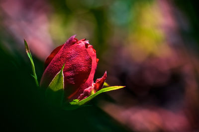 Close-up of red rose bud