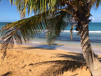 Palm trees on beach against sky