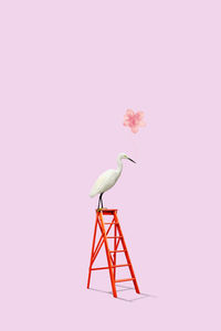 Kite on ladder over pink background