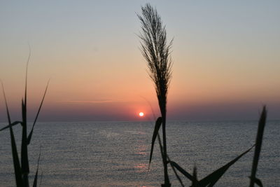 Silhouette tree by sea against sky during sunset