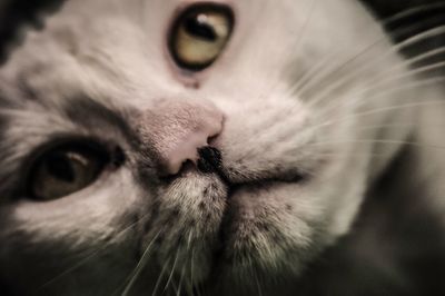 Close-up portrait of cat