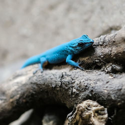 Close-up of blue lizard