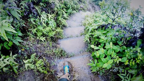 High angle view of plants