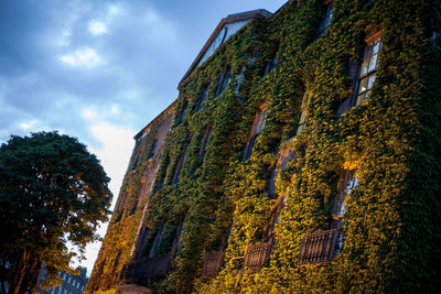 Low angle view of plants and trees against sky