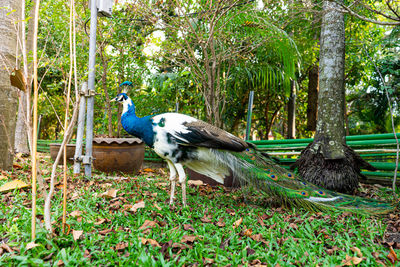 Bird perching on a tree