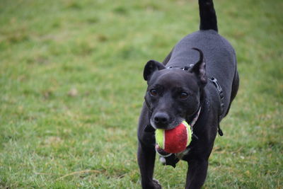 Portrait of black puppy on field