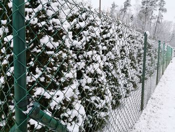 Snow covered plants during winter