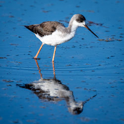 Close-up of bird on lake