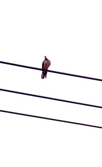 Low angle view of bird perching on cable against sky