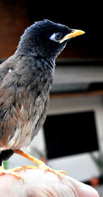 Close-up of bird perching on hand