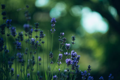 Close-up of purple flowering plant