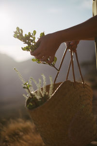 Close-up of hand holding leaf