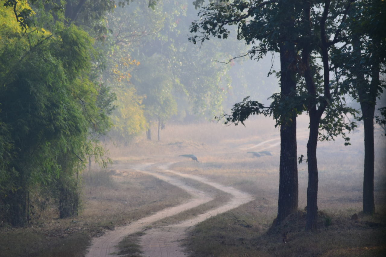 BandhavGarh MP INDIA