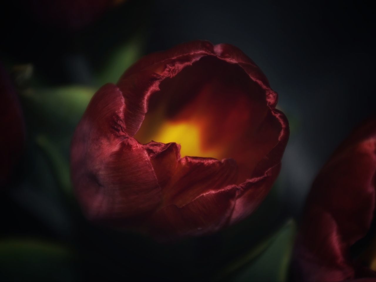 I Wish You Love •√ EyeEm Masterclass EyeEm Best Shots Eye4photography  Calm Camera Nikon Dubleexposure Popular Photos Naturelovers Tranquil Scene Tulips Flowers Red Blooming Flower Head In Bloom Single Flower