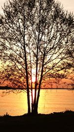 Silhouette trees on beach against sky during sunset