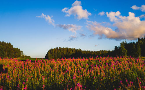 Scenic view of flowering plants on land against evening sky