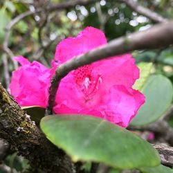 Close-up of pink flower growing on tree