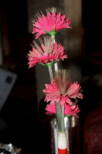 Close-up of pink flower in vase