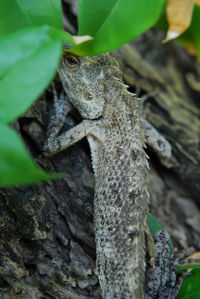Close-up of  lizard on tree trunk maldives