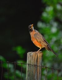 Bird perching on wooden post