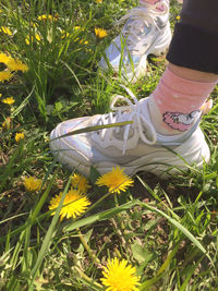 Low section of person on fresh yellow flowering plants