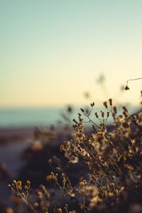 Close-up of flowering plant against sea during sunset