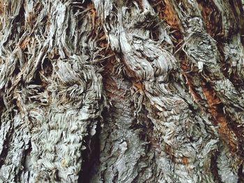 Full frame shot of tree trunk