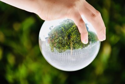 Close-up of hand holding glass of plant