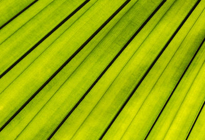 Full frame shot of palm leaf