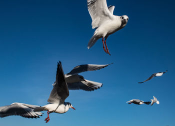 Low angle view of seagulls flying against clear blue sky