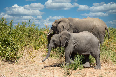 Elephant in a field