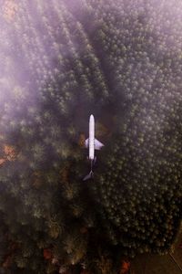 High angle view of fish underwater