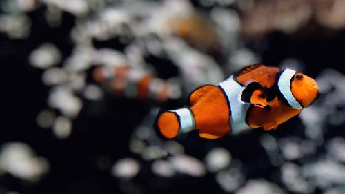 Close-up of clownfish swimming in sea
