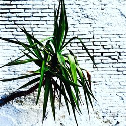 Close-up of plant against water