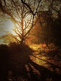 Bare trees in forest during sunset