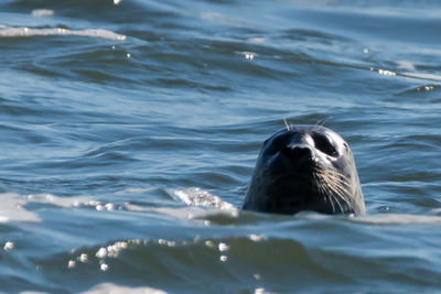 Close-up of duck swimming in sea