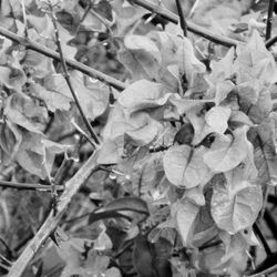 Full frame shot of flowers