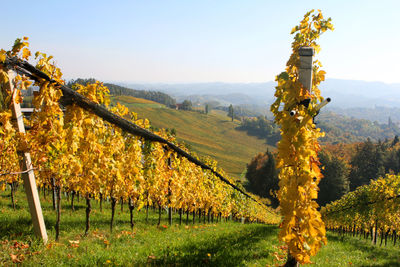 Scenic view of vineyard against sky