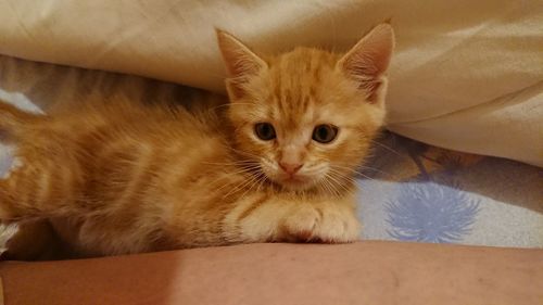 Portrait of cat lying on bed