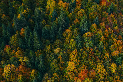 High angle view of flowering plants in forest