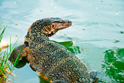 High angle view of lizard in lake