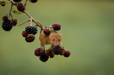 Close-up of fruits on tree