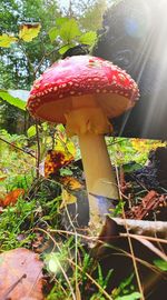 Close-up of fly agaric mushroom