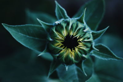 Close-up of flower blooming outdoors