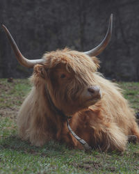 Highland cattle in a field