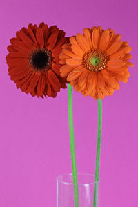 Close-up of flowers against purple background